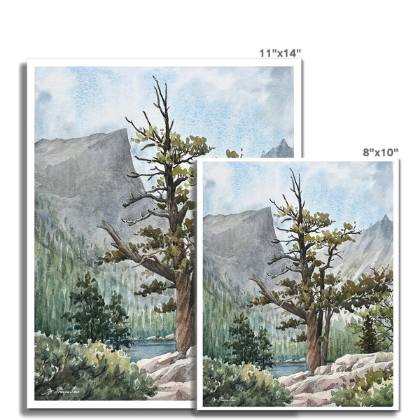 Old Tree-Rocky Mountain National Park Fine Art Print