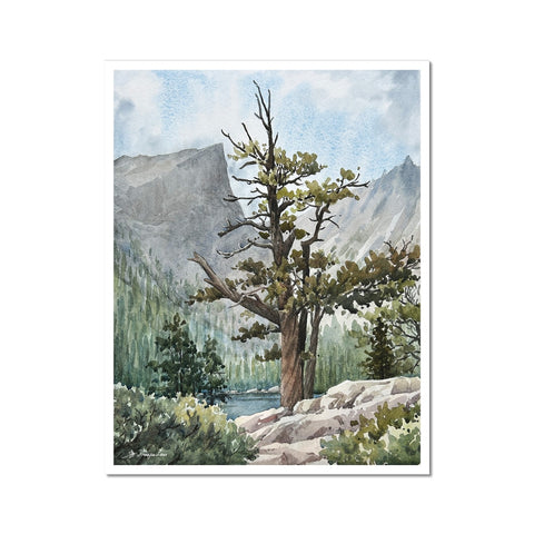 Old Tree-Rocky Mountain National Park Fine Art Print