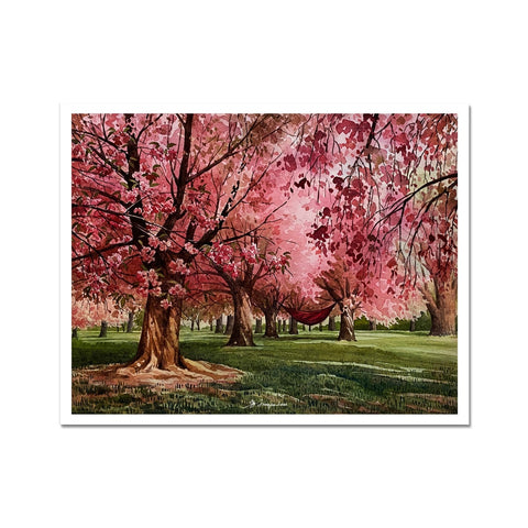 Cherry blossoms in Loose Park Kansas City  Fine Art Print